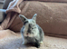 5 English Lop X Netherland Dwarf Babies