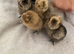 4, three day old pure silkie chicks