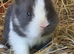 Baby Blue and white Lionhead Doe