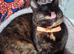 Beautifull Willow, tortoiseshell, looking for a loving home.