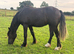 Shire X tb gelding youngster
