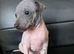 American Hairless Terrier puppies