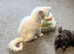 2 x male tica fully vaccinated mainecoon kittens ready now