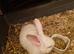 Little White Girl Needs Loving Home