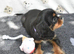 Fully Health Tested KC Cavalier King Charles Spaniel Puppies