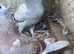 Very very nice colour and quality racing Pigeon