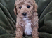 Ready to leave, Hypoallergenic Maltipoo girls