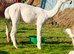 BAS registered breeding females or pets
