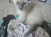 2 beautiful ragdoll kittens