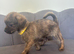 READY NOW Chipoo Pups
