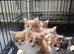 Beautiful mixed Kittens