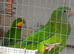 Pair of barrabands