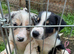 7 beautiful border collie puppies