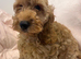 Quality Show Cockapoo Puppies reds and apricots