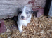Ready soon border collie puppies