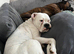 Boxer puppies