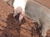 Saddleback boar for hire