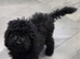 Poodle puppies