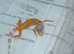 4 baby leopard gecko