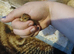 common quail