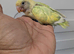 2 Beautiful Baby Love Birds for Sale
