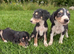 Saluki puppies