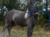 Beautiful yearling colt