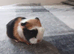 Bunch guinea pigs