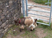 Registered yearling Pygmy nanny