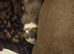 Staffie puppies
