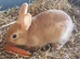 Netherland dwarf cross mini rex rabbits