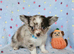Long haired Choc Merle BOY, Thai dad...