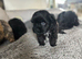 Shihpoo puppys