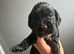 Cockapoo puppies
