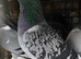 Racing pigeons for sale