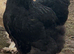 Blue/black Brahma hatching eggs
