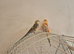 Stunning Pair Of Red Rump Parakeets
