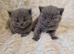 Beautiful British shorthair kittens