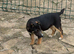 Little Betty will be the perfect small adult dog for your family