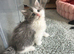 Beautiful kittens