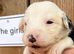 Old English Sheepdog x collie
