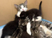 Kitten for sale
