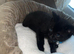 12 week old male kitten