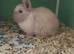 3 Stunning Mini Lops for Sale