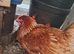 Broody Lohmann Brown Hen