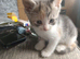 kitten for sale