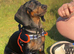 5 month old puppy