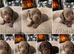 Miniature Dachshund Puppies Available