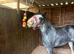 12hh 4 year old pony