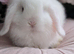 Mini lops ready
